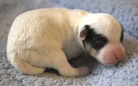 Dozer, a male Parson Russell Terrier for sale in Riverside, CA – 2 of 10