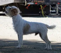 Rocky, a male Jack Russell Terrier for sale in Riverside, CA – Photo 9 of 10