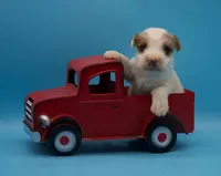 Rocky, a male Jack Russell Terrier for sale in Riverside, CA – Photo 1 of 10