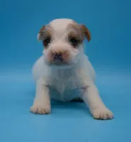 Rocky, a male Jack Russell Terrier for sale in Riverside, CA – Photo 3 of 10