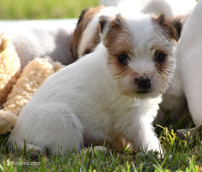 Rocky – Jack Russell Terrier puppy for sale in Riverside, CA