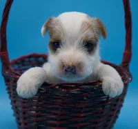 Rocky, a male Jack Russell Terrier for sale in Riverside, CA – Photo 4 of 10