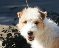 Rocky, a male Jack Russell Terrier for sale in Riverside, CA – Photo 7 of 10