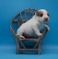 Rocky, a male Jack Russell Terrier for sale in Riverside, CA – Photo 6 of 10