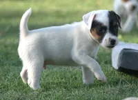 Griffin, a male Parson Russell Terrier for sale in Riverside, CA – 3 of 10
