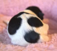 Adele, a female Jack Russell Terrier for sale in Riverside, CA – 2 of 10