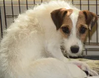Raider, a male Parson Russell Terrier for sale in Riverside, CA – 10 of 10