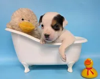 Gizmo, a male Jack Russell Terrier for sale in Riverside, CA – 2 of 10