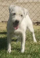 Diego, a male Jack Russell Terrier for sale in Riverside, CA – 9 of 10