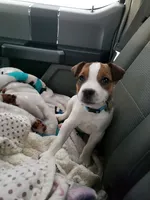 Due August 11th, a  Jack Russell Terrier for sale in Riverside, CA – 5 of 7