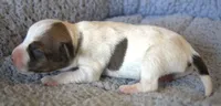 Jupiter, a male Parson Russell Terrier for sale in Riverside, CA – 2 of 9