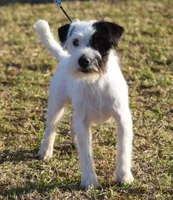 Due Mid August, a  Jack Russell Terrier for sale in Riverside, CA – 6 of 7