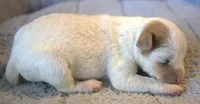 Flynn, a male Parson Russell Terrier for sale in Riverside, CA – 2 of 10