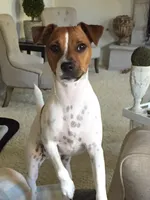 Sassy, a female Parson Russell Terrier for sale in Riverside, CA – 10 of 10