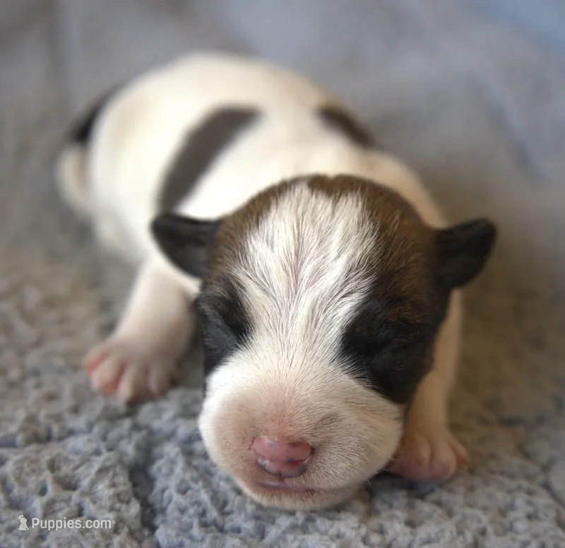 Charlie Brown – Jack Russell Terrier puppy for sale in Riverside, CA