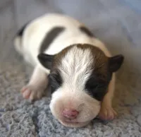 Charlie Brown, a male Jack Russell Terrier for sale in Riverside, CA – 1 of 9