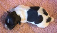 Adele, a female Jack Russell Terrier for sale in Riverside, CA – 5 of 10