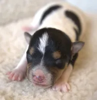 Bubbles, a female Jack Russell Terrier for sale in Riverside, CA – 1 of 10