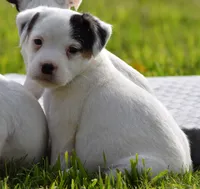 processed/2bea075f-1eee-4965-b141-049fda8cfe45/listing/9c2bb21e-65b6-4799-825f-8214dd37ea8c/ad790242-0873-4679-9520-e73ad2a8d35a