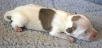 Jake, a male Parson Russell Terrier for sale in Riverside, CA – 3 of 10