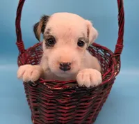Iggy, a male Jack Russell Terrier for sale in Riverside, CA – 3 of 10