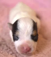 Bianca, a female Parson Russell Terrier for sale in Riverside, CA – 1 of 9