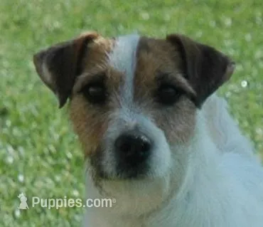 Due Late March, a  Parson Russell Terrier for sale in Riverside, CA – Photo 1 of 7