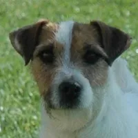 Due Late March, a  Parson Russell Terrier for sale in Riverside, CA – Photo 1 of 7