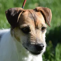 Due Late March, a  Parson Russell Terrier for sale in Riverside, CA – Photo 4 of 7