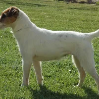 Due Late March, a  Parson Russell Terrier for sale in Riverside, CA – Photo 3 of 7