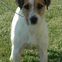 Due Late March, a  Parson Russell Terrier for sale in Riverside, CA – Photo 2 of 7