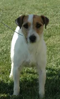 Due Late March, a  Parson Russell Terrier for sale in Riverside, CA – Photo 2 of 7