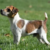Due Late March, a  Parson Russell Terrier for sale in Riverside, CA – Photo 6 of 7