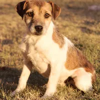 Due Late March, a  Parson Russell Terrier for sale in Riverside, CA – Photo 7 of 7