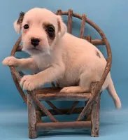 Izzy, a female Jack Russell Terrier for sale in Riverside, CA – 5 of 10