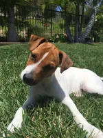 Skye, a female Jack Russell Terrier for sale in Riverside, CA – 10 of 10