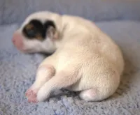 Fido, a male Jack Russell Terrier for sale in Riverside, CA – Photo 2 of 10