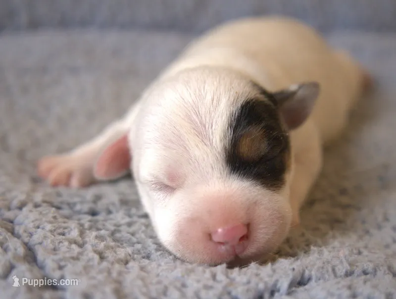 Fido – Jack Russell Terrier puppy for sale in Riverside, CA