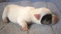 Griffin, a male Parson Russell Terrier for sale in Riverside, CA – 3 of 10