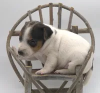 Stitch, a male Parson Russell Terrier for sale in Riverside, CA – 6 of 10