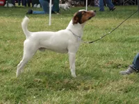 Houdini, a male Parson Russell Terrier for sale in Riverside, CA – 6 of 10