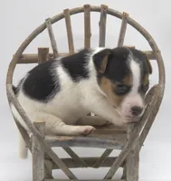 Smooth Coat Earl, a male Jack Russell Terrier for sale in Riverside, CA – 3 of 10