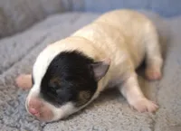 Griffin, a male Parson Russell Terrier for sale in Riverside, CA – 2 of 10