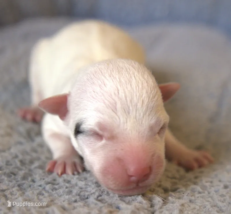 Drake – Jack Russell Terrier puppy for sale in Riverside, CA