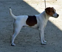 Due August 12th, a  Jack Russell Terrier for sale in Riverside, CA – 3 of 5