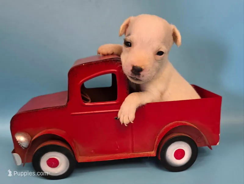 Drake – Jack Russell Terrier puppy for sale in Riverside, CA