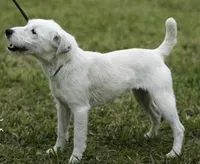 Decker, a male Parson Russell Terrier for sale in Riverside, CA – 10 of 10