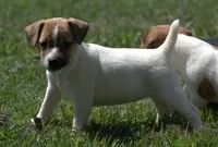 Diva, a female Jack Russell Terrier for sale in Riverside, CA – 4 of 10