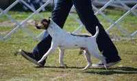 Diamond, a female Jack Russell Terrier for sale in Riverside, CA – 8 of 10