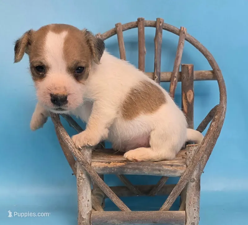 Racer – Parson Russell Terrier puppy for sale in Riverside, CA